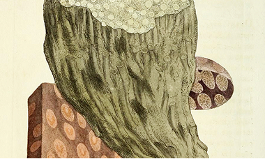 Illustration of a tree stump and other abstract shapes